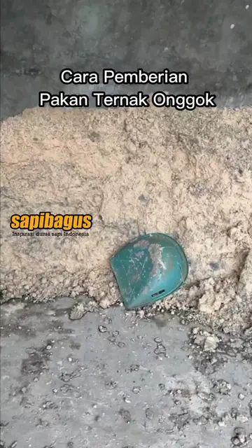Cara-Pemberian-Pakan-Ternak-Onggok